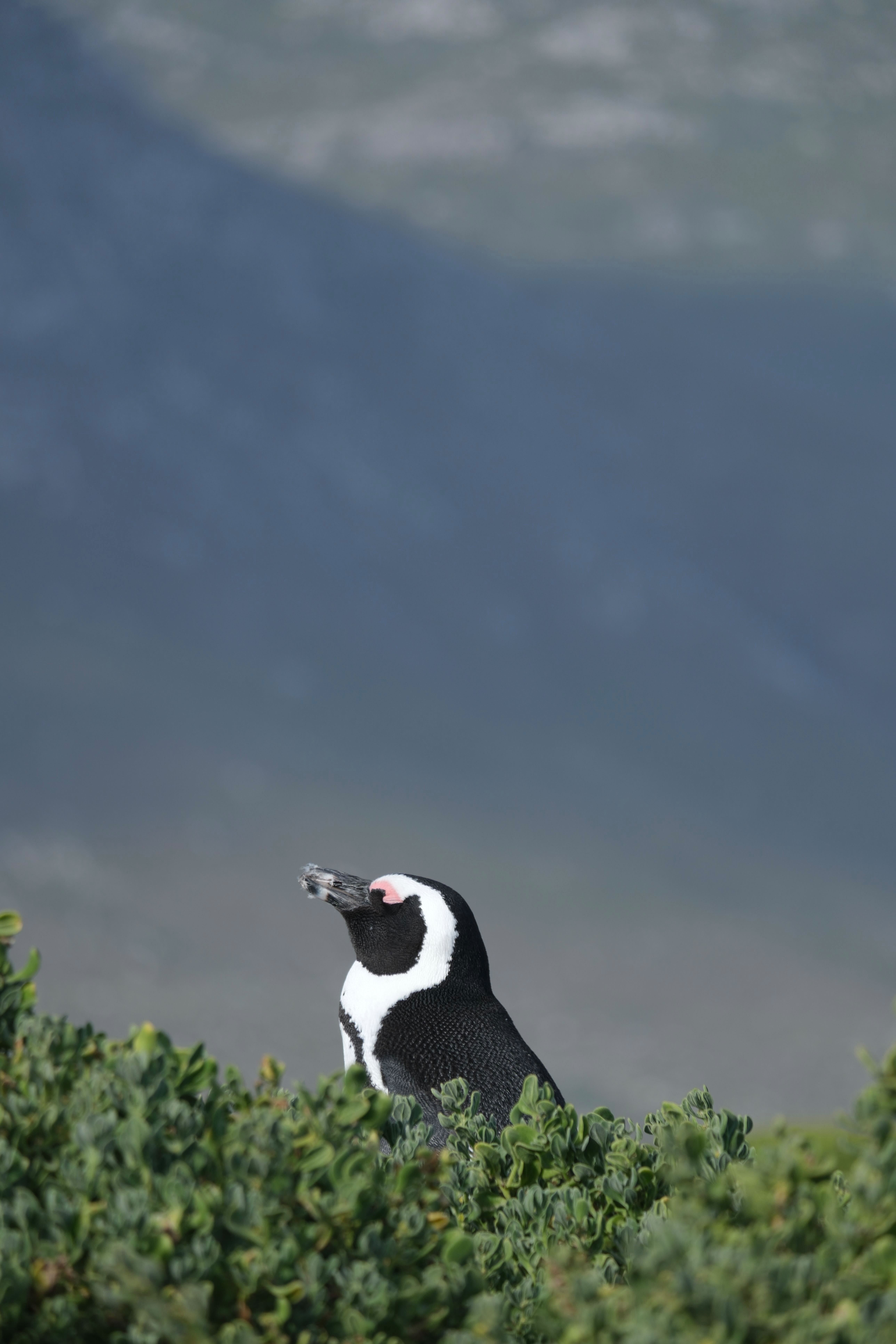 пингвины на бетис бей(1).jpg