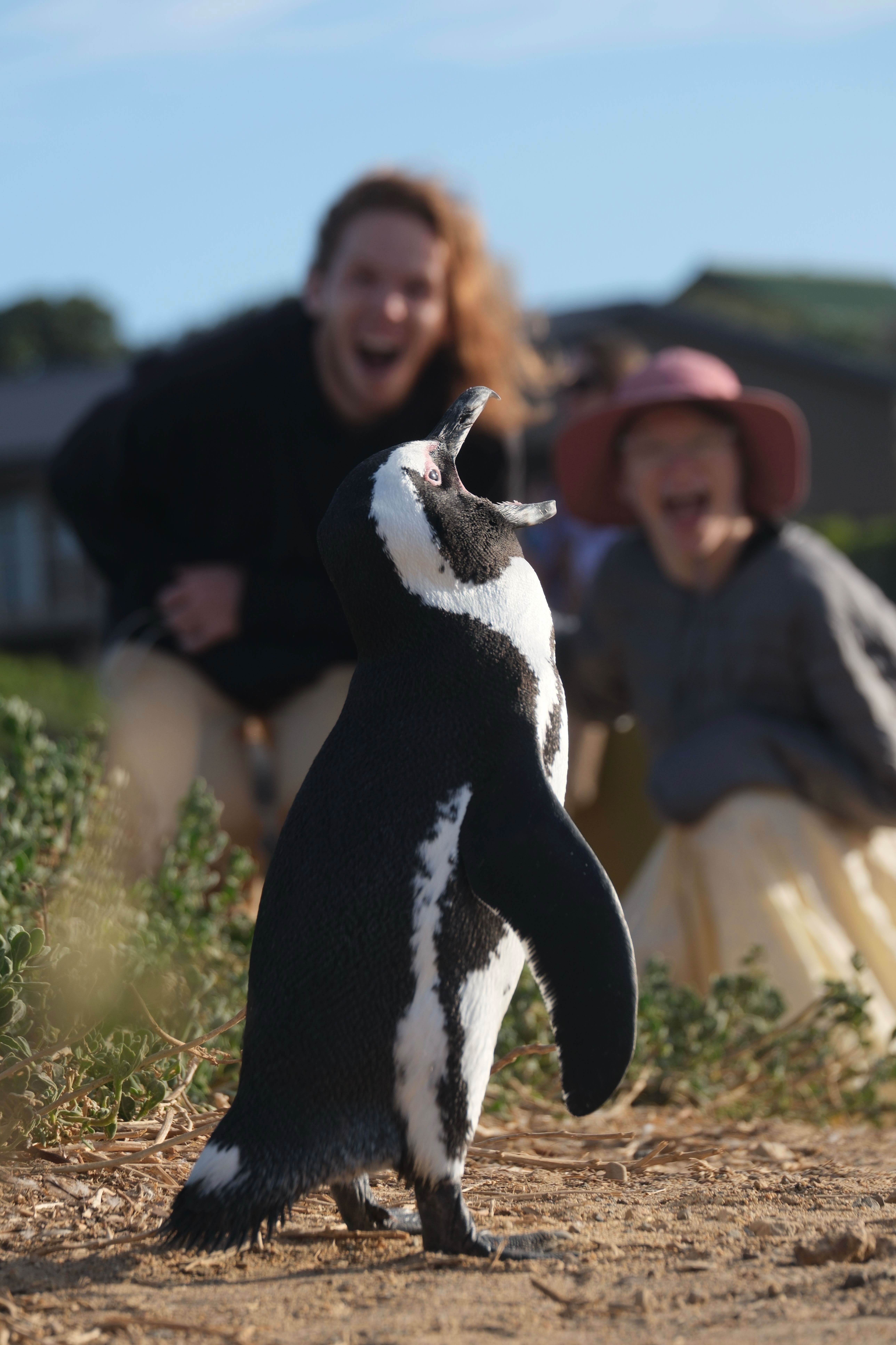 пингвины на бетис бей(3).jpg