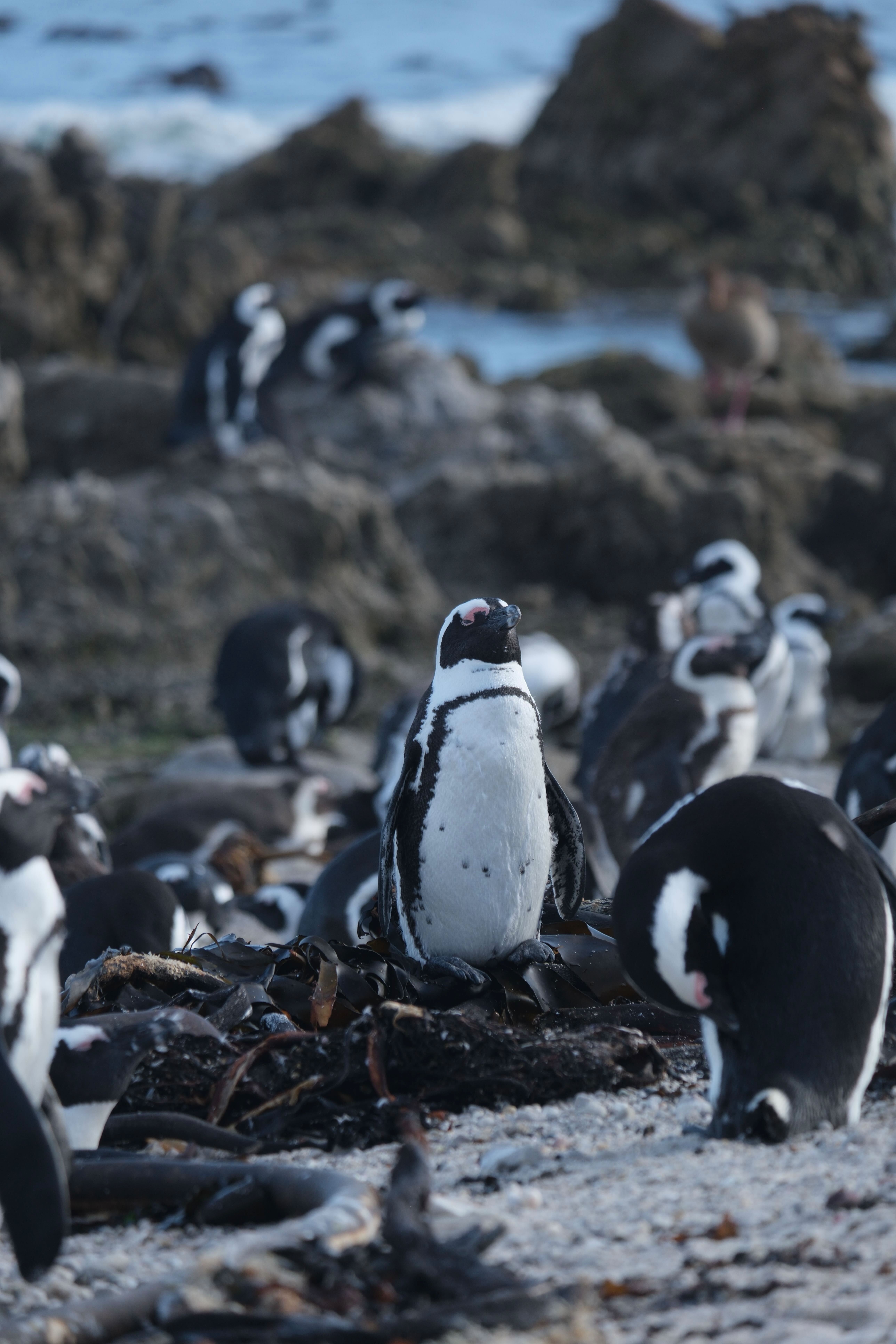 пингвины на бетис бей(5).jpg