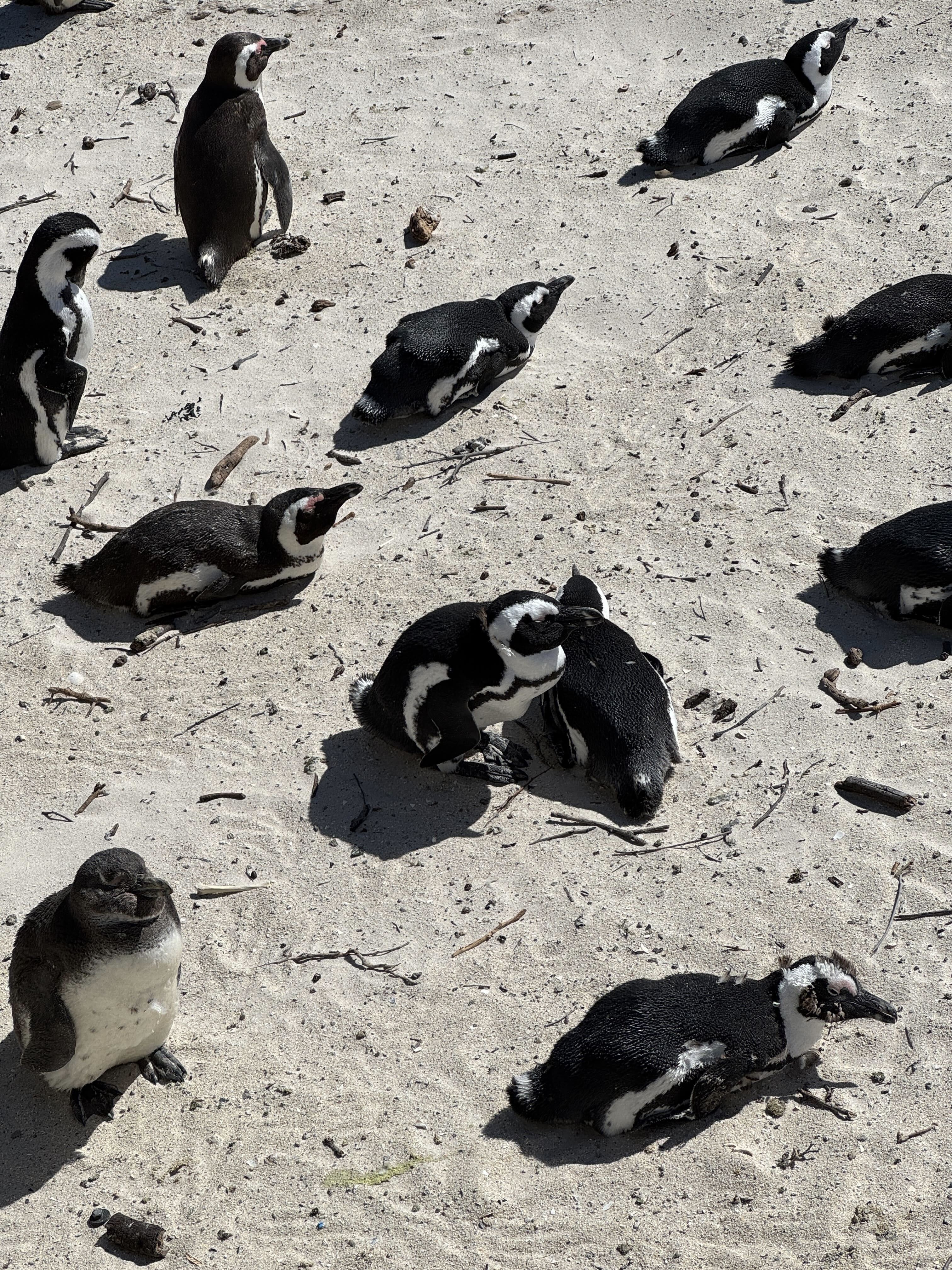 пингвины на болдерс бич.jpg