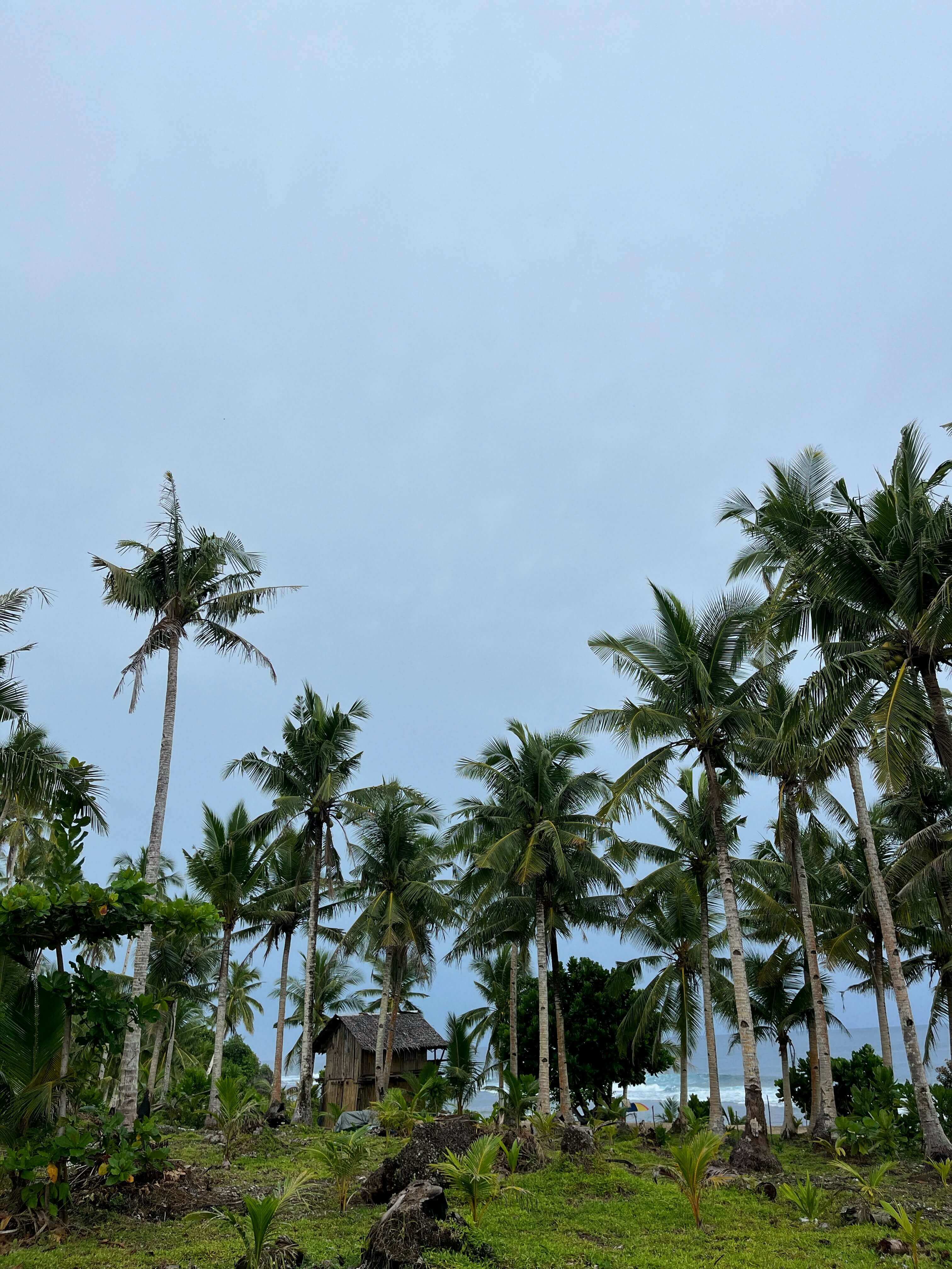 Пальмы на Филиппинах