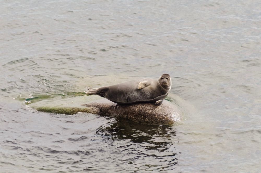 Байкальская нерпа