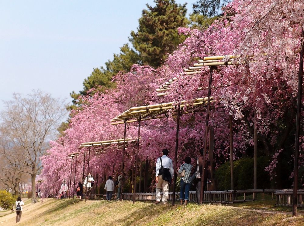 Плачущая сакура в Киото