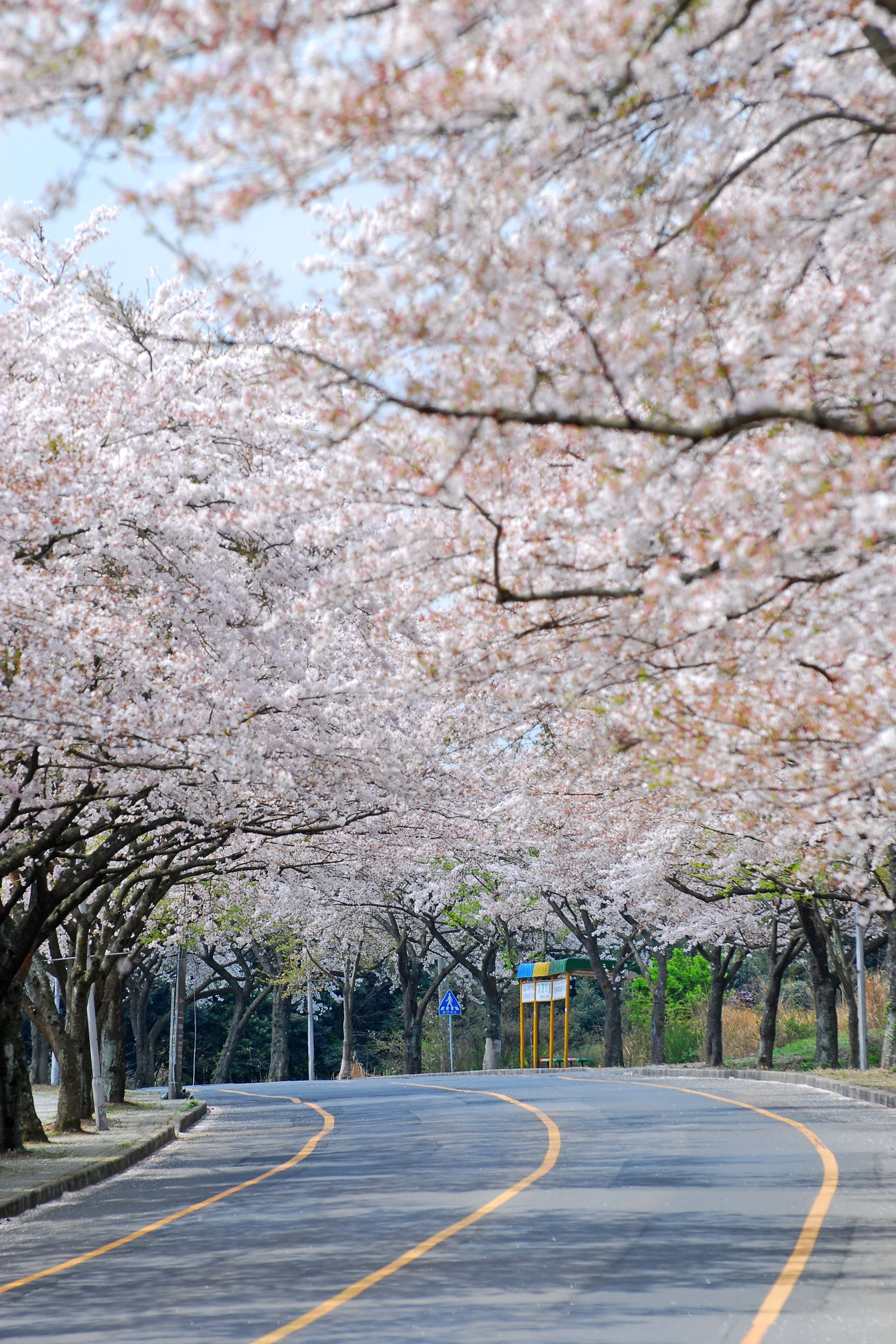 Цветение вишни на острове Чеджу в Южной Корее