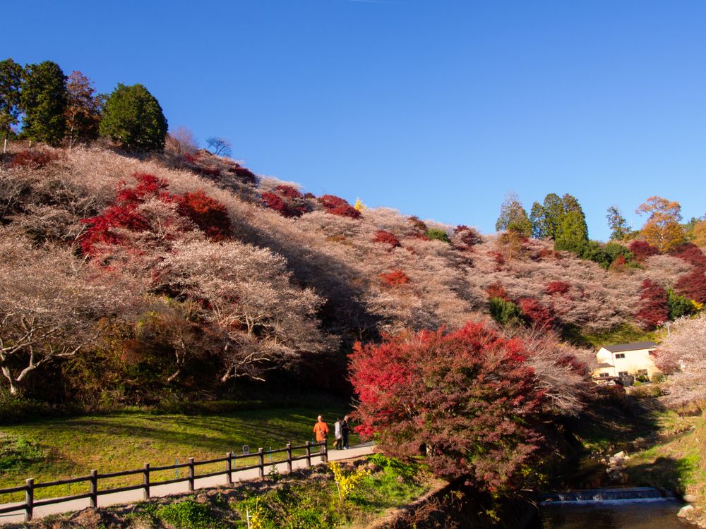 Сакура в Обара Фуреай, Япония