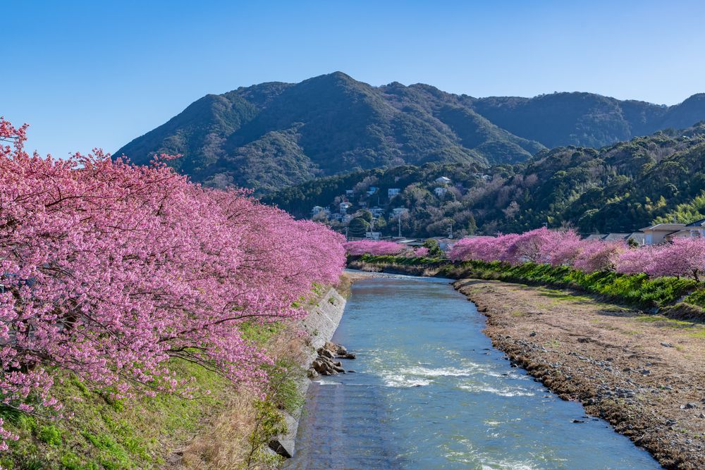 Сакура в Кавадзу, Япония