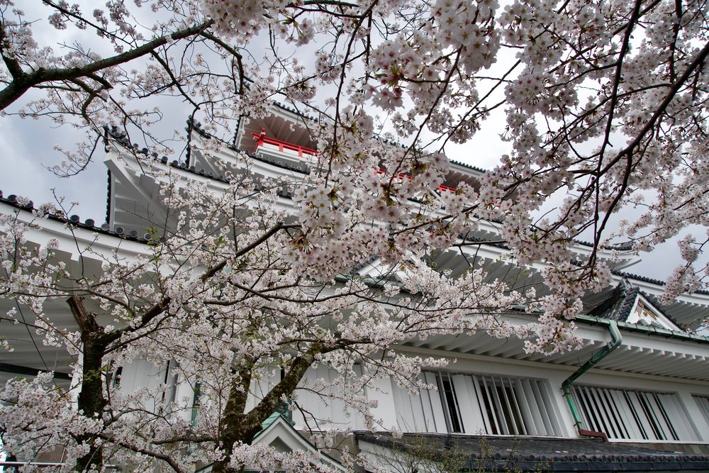 Сакура у замка Атами, Япония