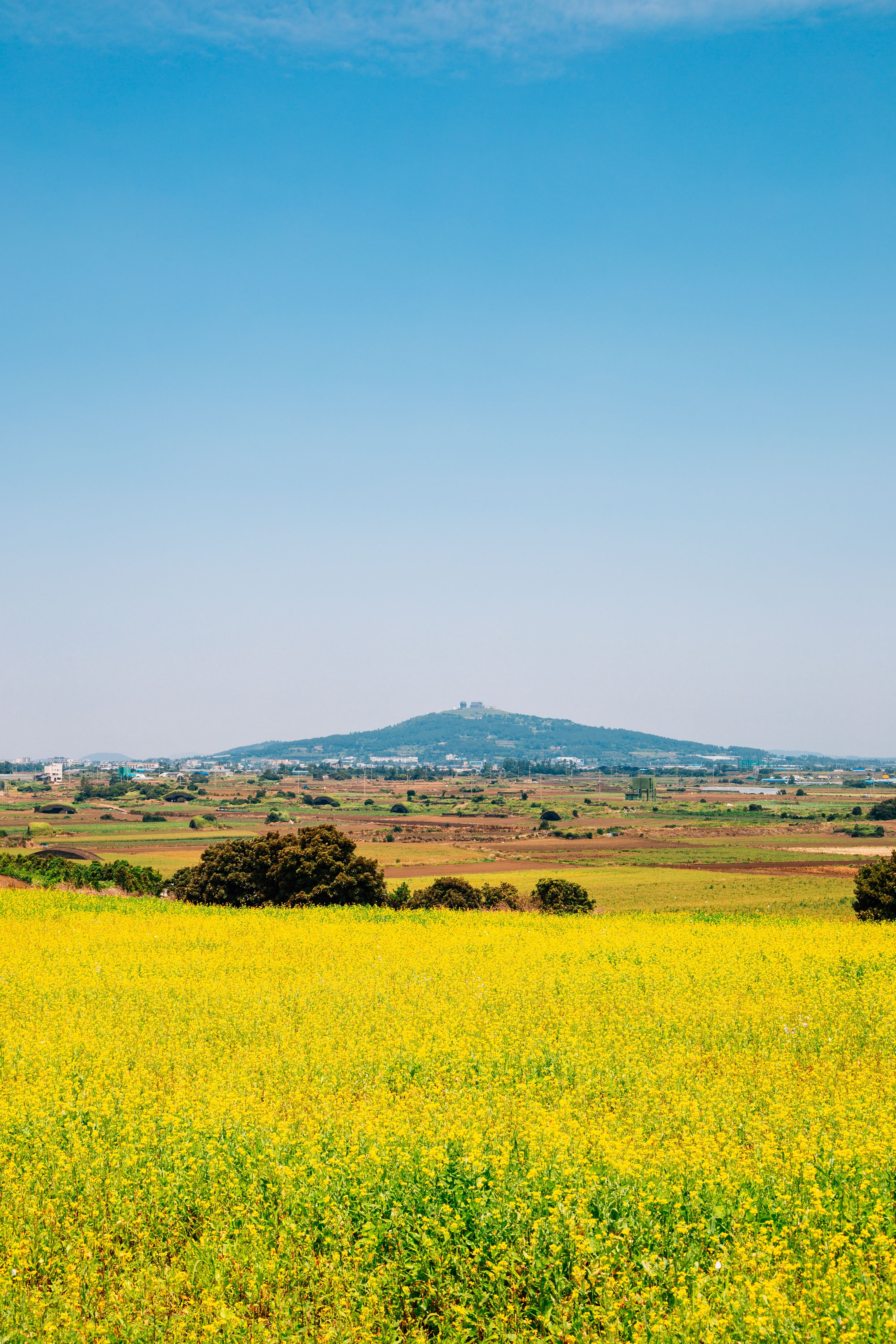 Рапсовое поле на острове Чеджу в Южной Корее