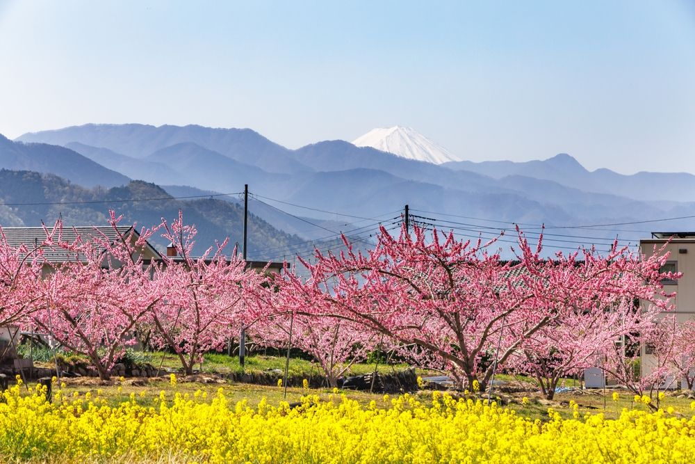 Персиковые деревья в Японии