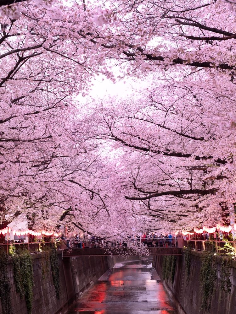 Набережная реки Мэгуро с сакурой