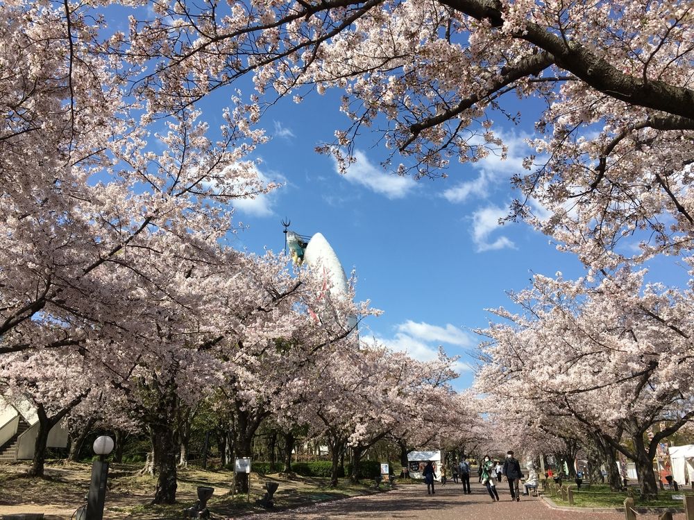Цветение сакуры в Осаке