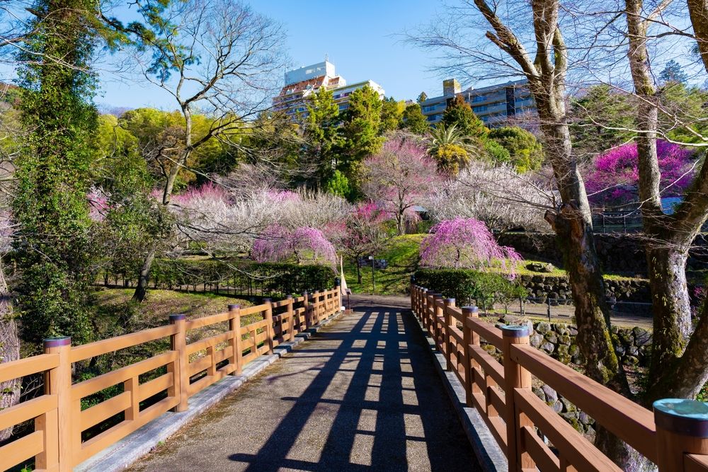 Сливовый сад в Атами