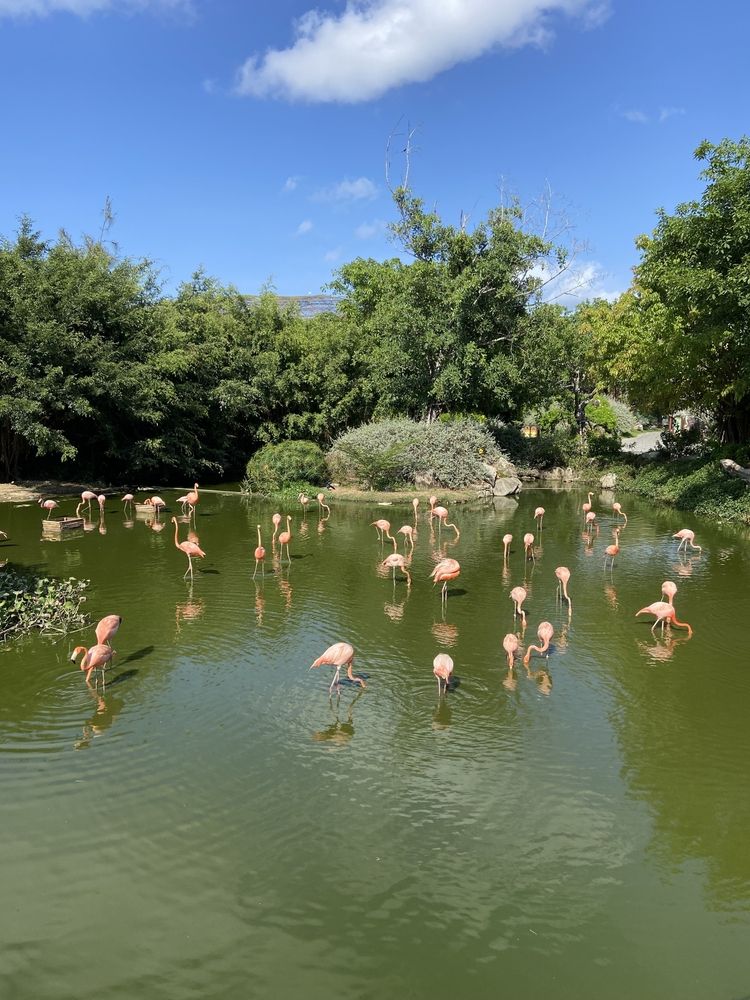 Фламинго во Вьетнаме