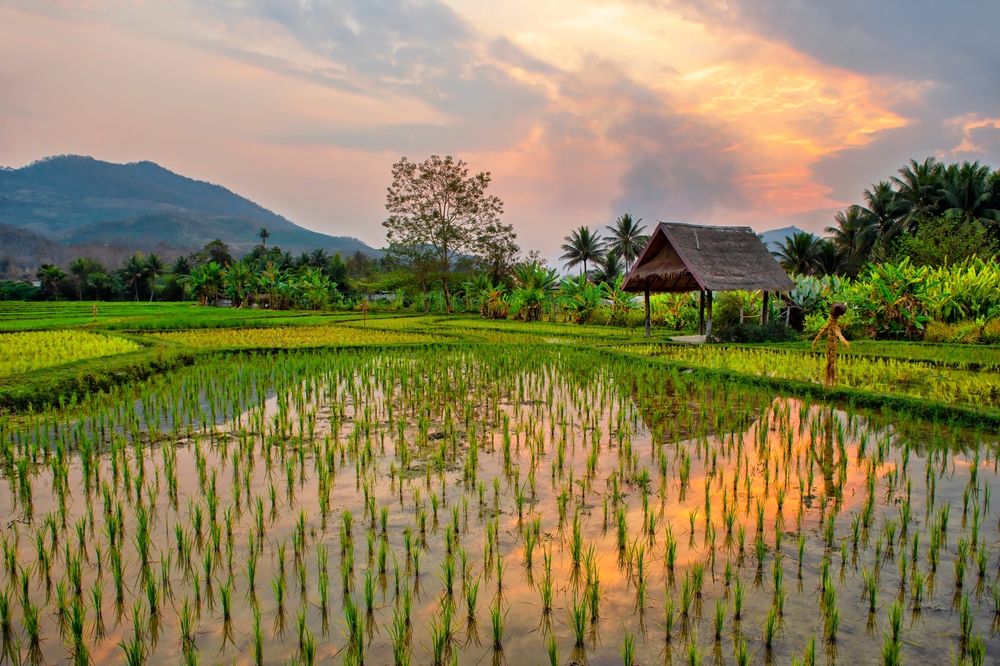 Рисовые поля в Лаосе
