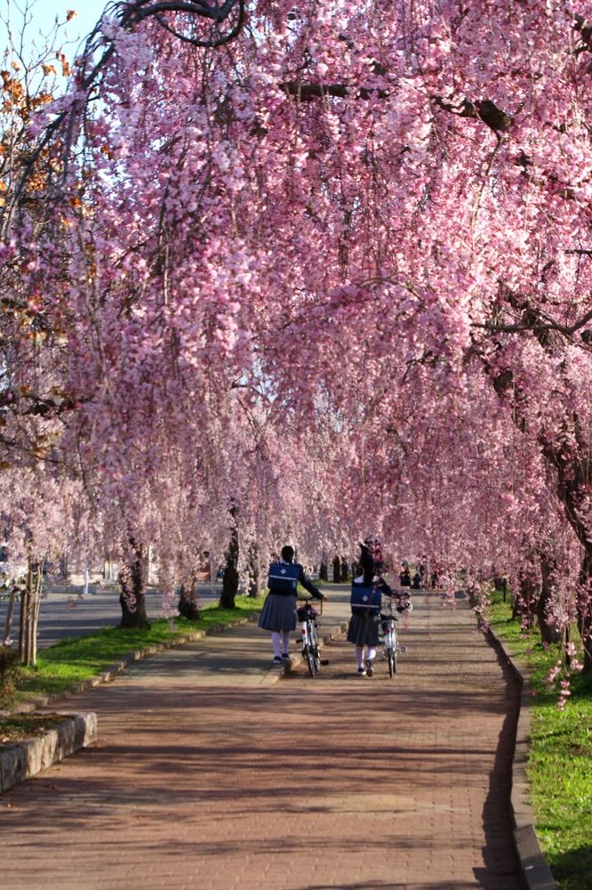 Сакура в Японии
