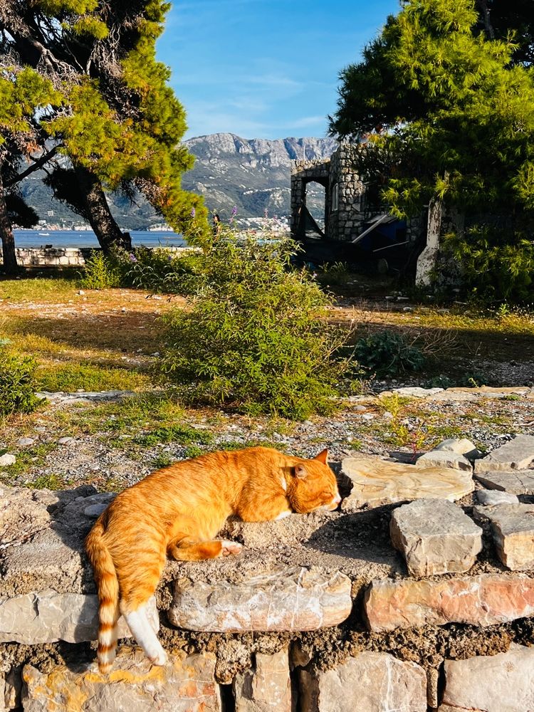 Кот в Будве, Черногория