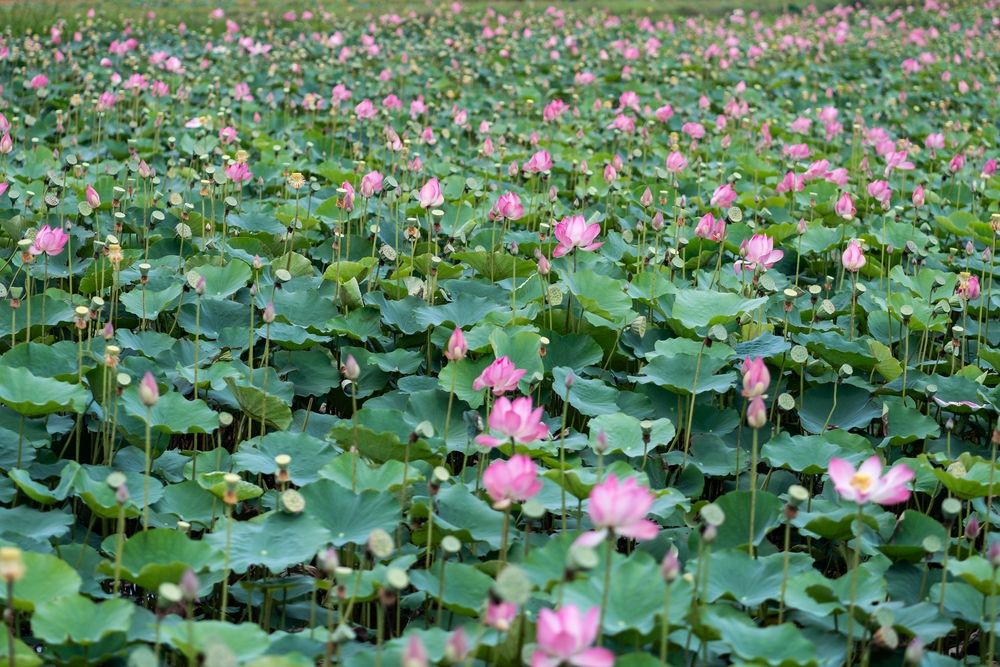 Цветущие лотосы во Вьетнаме