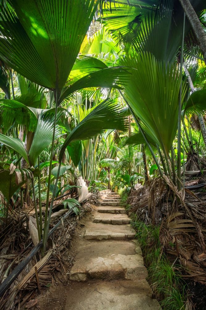 Лес на Валле-де-Мэ