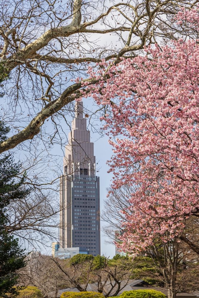 Сакура в Синдзюку-Гёэн, Токио, Япония