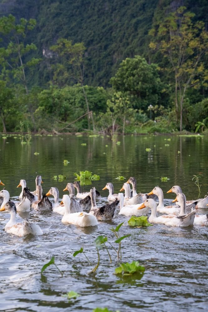 Природа Ниньбина, Вьетнам