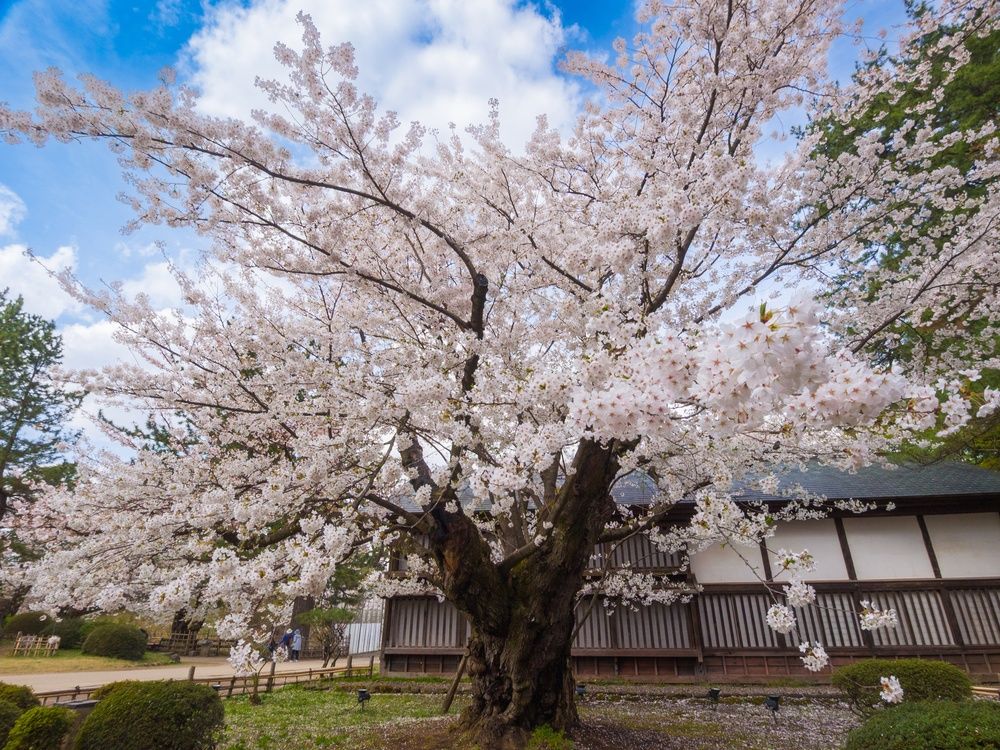 Сакура сомэй-ёсино