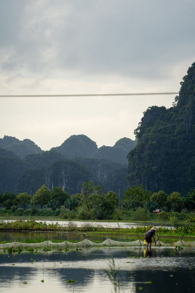 Рисовые террасы в Ниньбине, Вьетнам