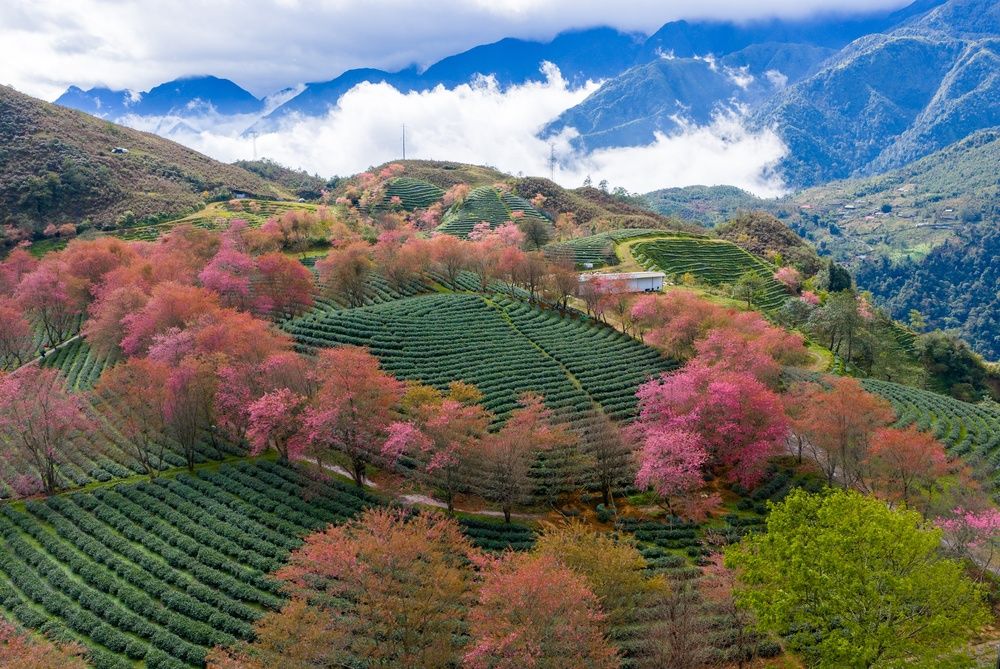 Цветущая сакура в Сапе, Вьетнам