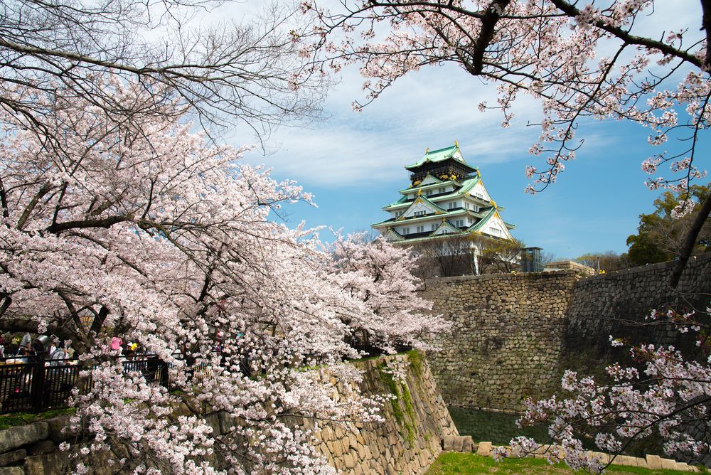 Цветение сакуры в Осаке