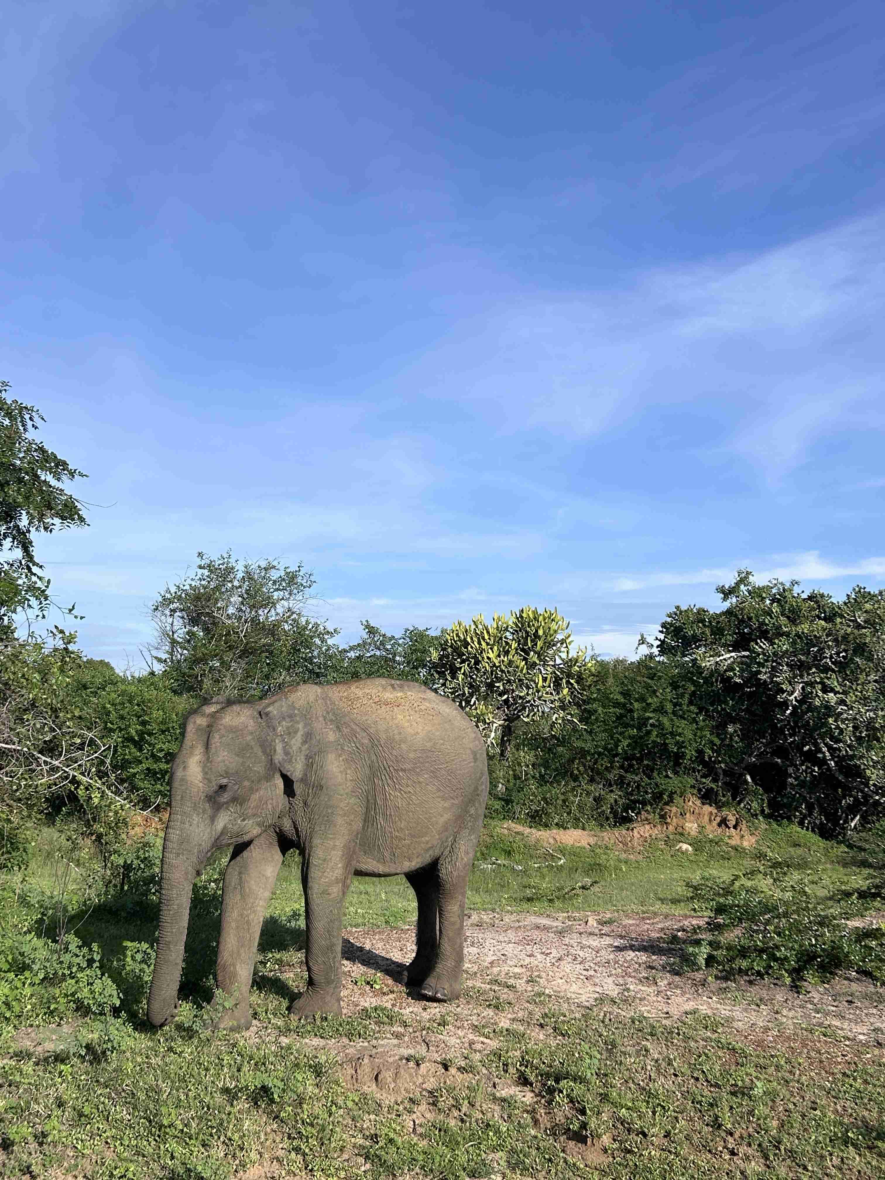 слон шри-ланка.jpg