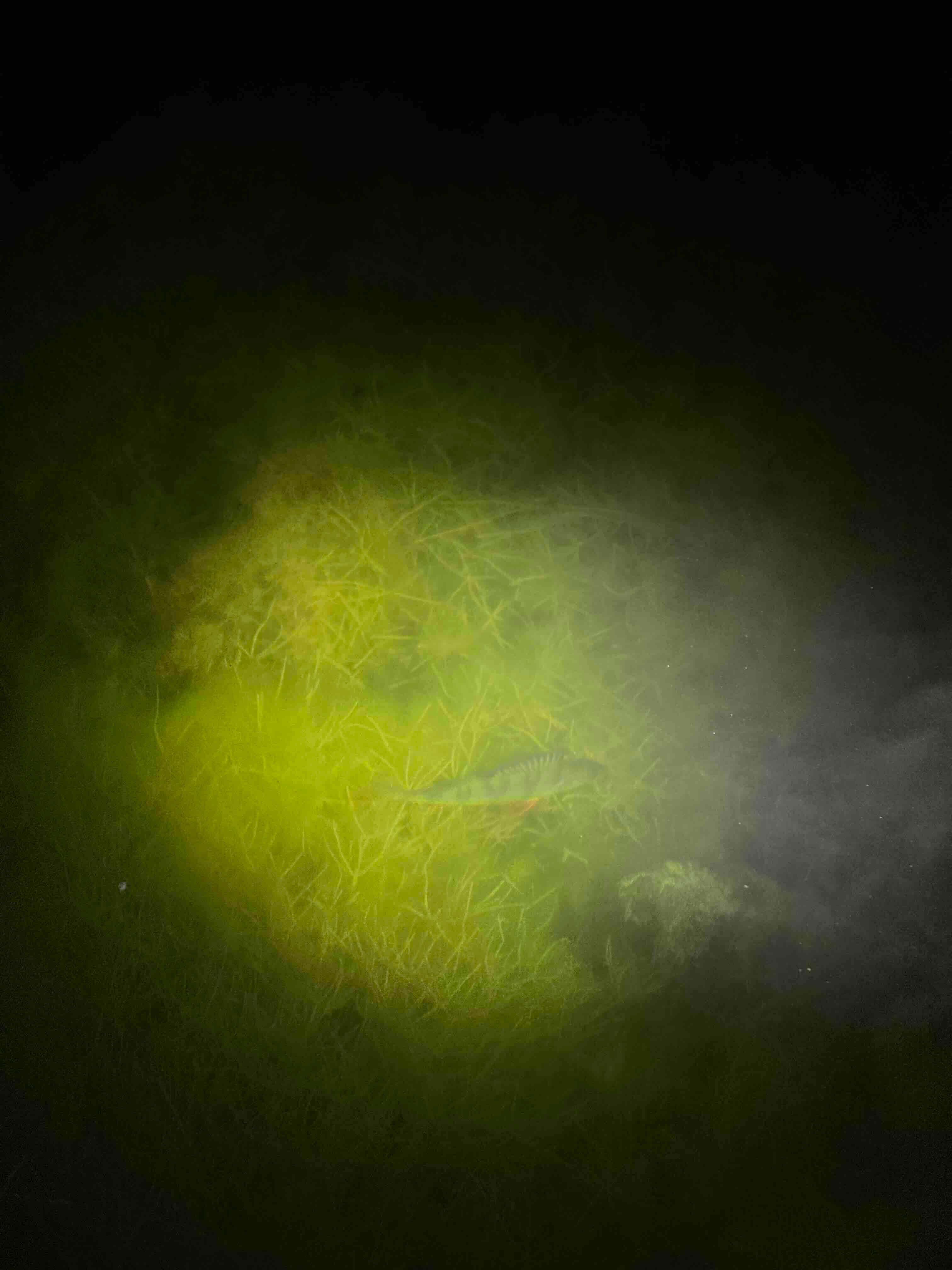 спящий окунь в сибинах.jpg