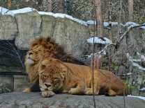 Львы в зоопарке