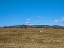 Степи у дороги