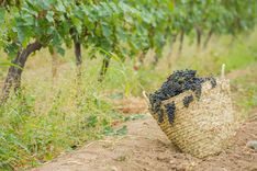 Где вкусно поесть и выпить в Баку и куда съездить на винодельню