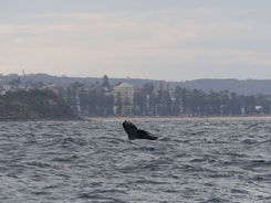 Киты в Австралии