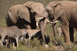 Акила сафари(10).jpg