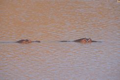 Акила сафари(11).jpg