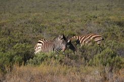 Акила сафари(6).jpg