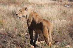 Акила сафари(8).jpg