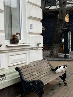 Коты в Зеленоградске