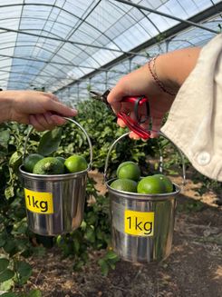 Мандариновая ферма на Чеджу