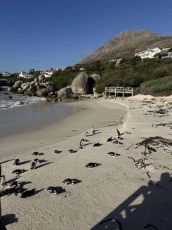 Кейптаун пингвины. Пляж Boulders-min.jpg