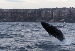 Киты в Австралии