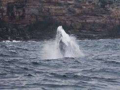 Киты в Австралии