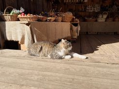 Костромская слобода