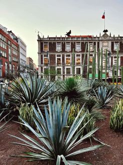 Мехико площадь.jpg