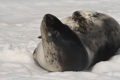 Морской леопардLED_2996.jpg