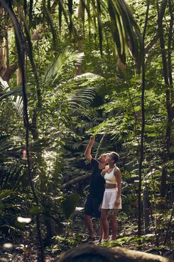 Лес на Сейшелах