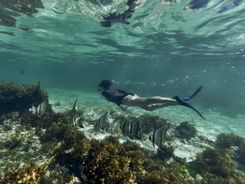 снорклинг в Club Med Seychelles