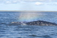 Серые Киты СахалинDSC_2400.jpg