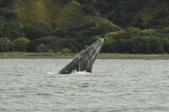 Серый кит КамчаткаLED_1808.jpg